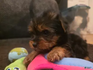 Yorkshire Terrier dogs Selena - Ad 39