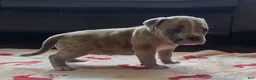 American Bully dogs for sale: Blue Fawn Merle Female - Ad 2