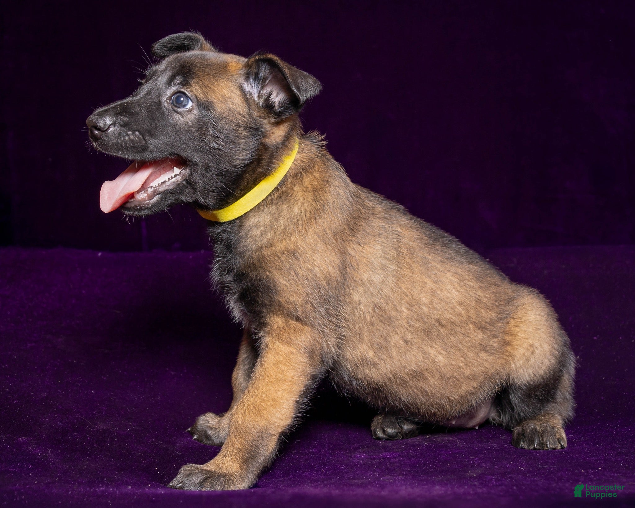 Belgian Malinois dogs Yellow - Ad 14