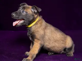 Belgian Malinois dogs Yellow - Ad 14