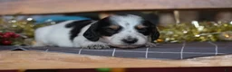 Dachshund dogs for sale: Snowflake - Ad 3
