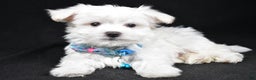 Maltese dogs for sale: Rex - Ad 1