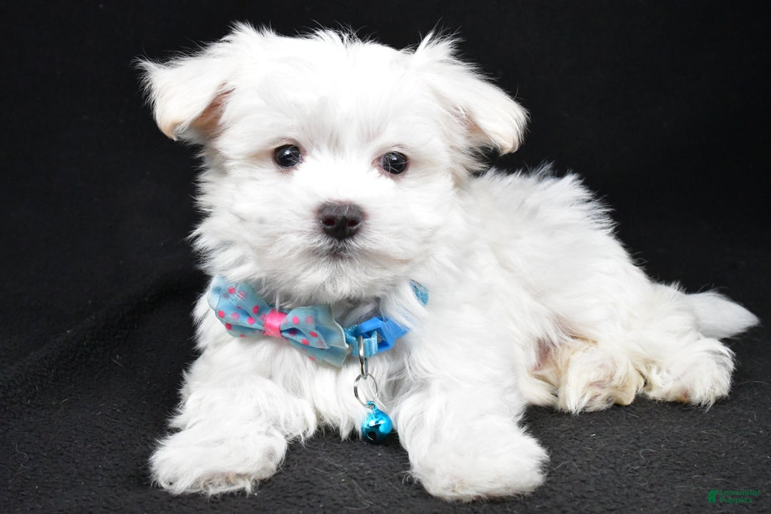 Maltese dogs for sale: Rex - Ad 1