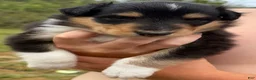 Collie dogs for sale: Brutus  - Ad 3
