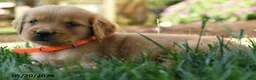 Golden Retriever dogs for sale: Hardy - Ad 5