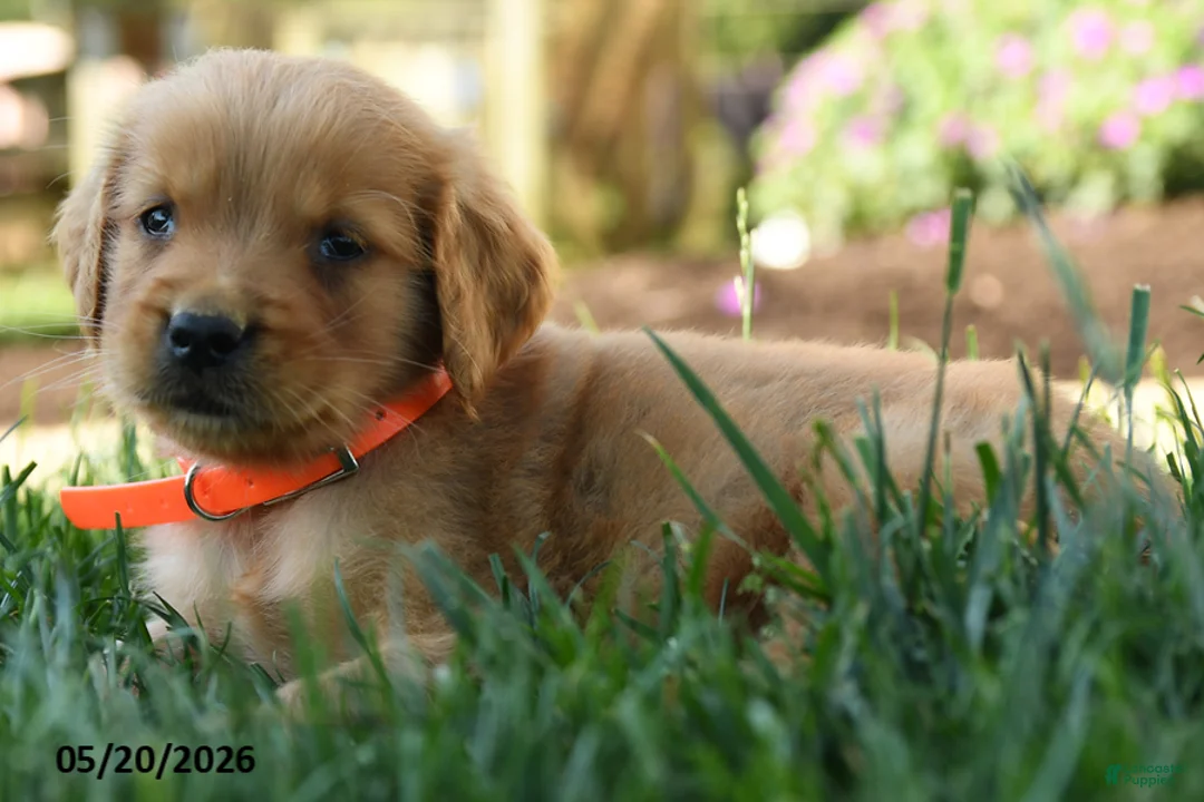 Golden Retriever dogs for sale: Hardy - Ad 5