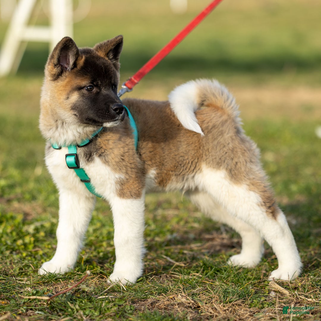 Akita dogs for sale: Pumpkin - Ad 2