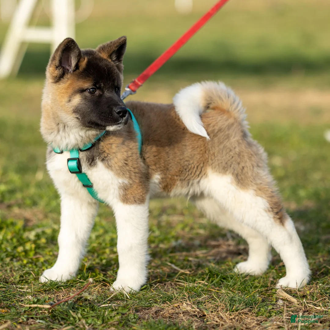 Akita dogs for sale: Pumpkin - Ad 2