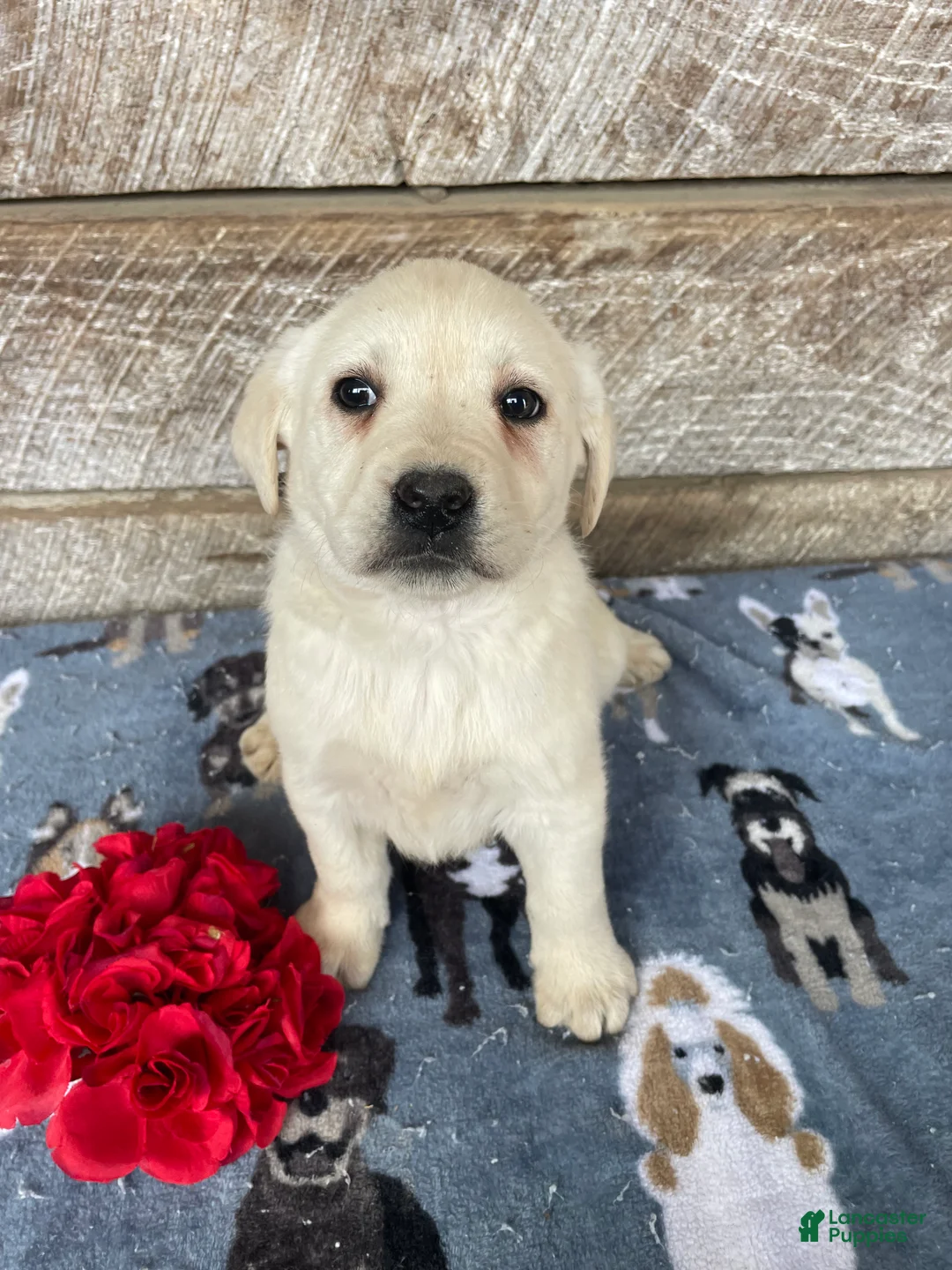 Labrador Retriever dogs for sale: Casper - Ad 2