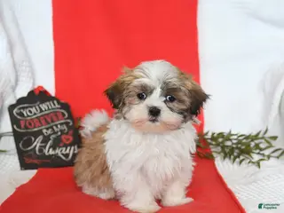 Malshi dogs Sydney - Ad 5