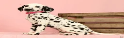 Dalmatian dogs for sale: Tulip - Ad 7