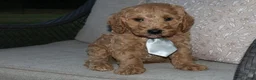 Mini Goldendoodle dogs for sale: Sweet Harper - Ad 4