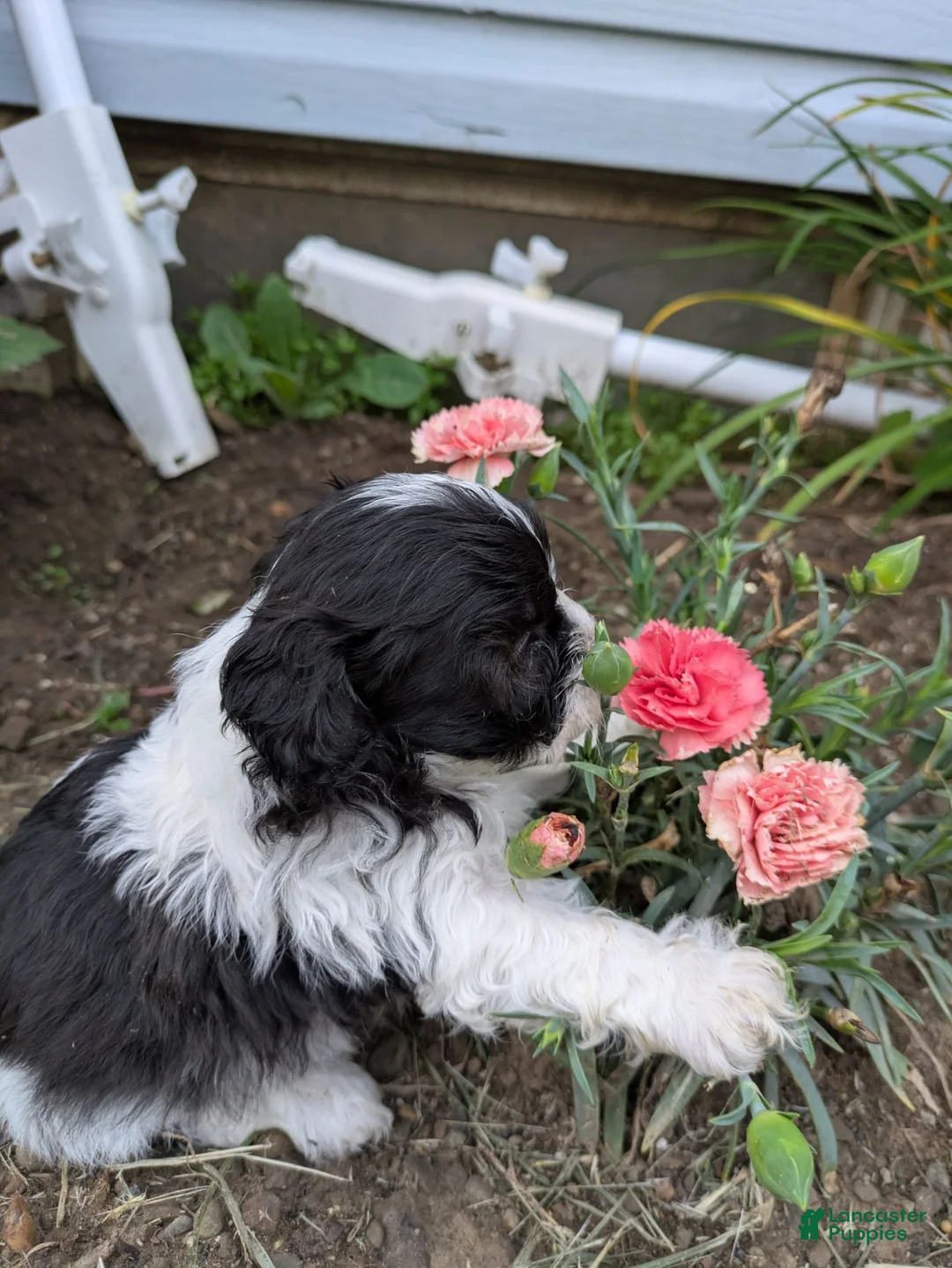 Shihpoo dogs for sale: Fancypants - Ad 2