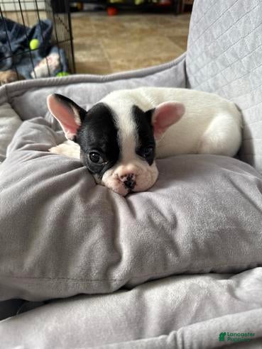 French Bulldog dogs Spike  - Ad 3