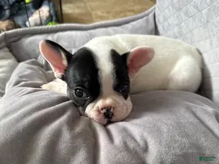 French Bulldog dogs Spike - Ad 3