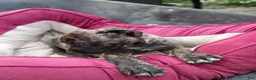 Cane Corso dogs for sale: Cane Corso Puppy 5 - Ad 2