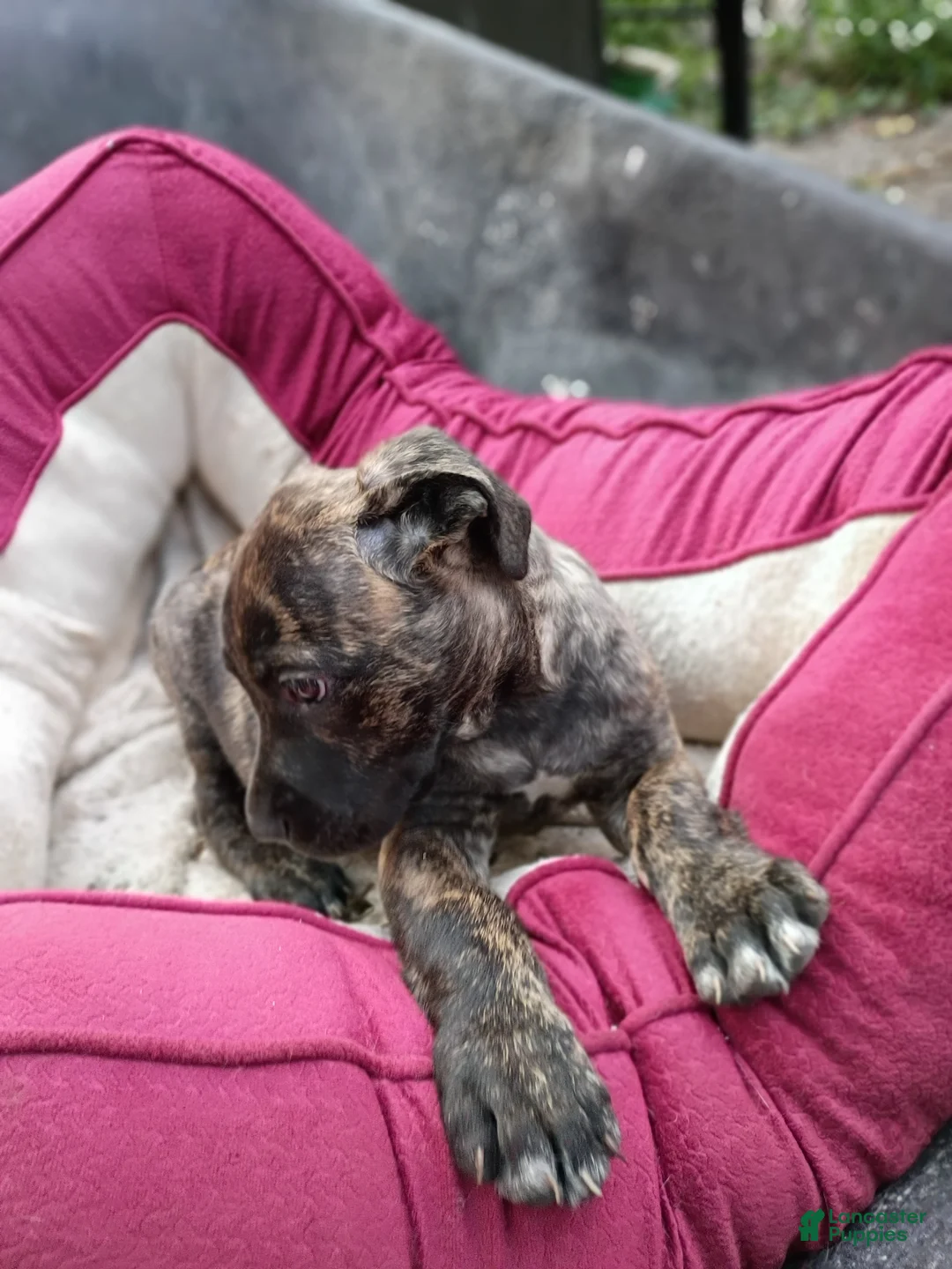 Cane Corso dogs for sale: Cane Corso Puppy 5 - Ad 2
