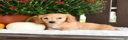 Miniature Dachshund dogs for sale: Ardy - Ad 3