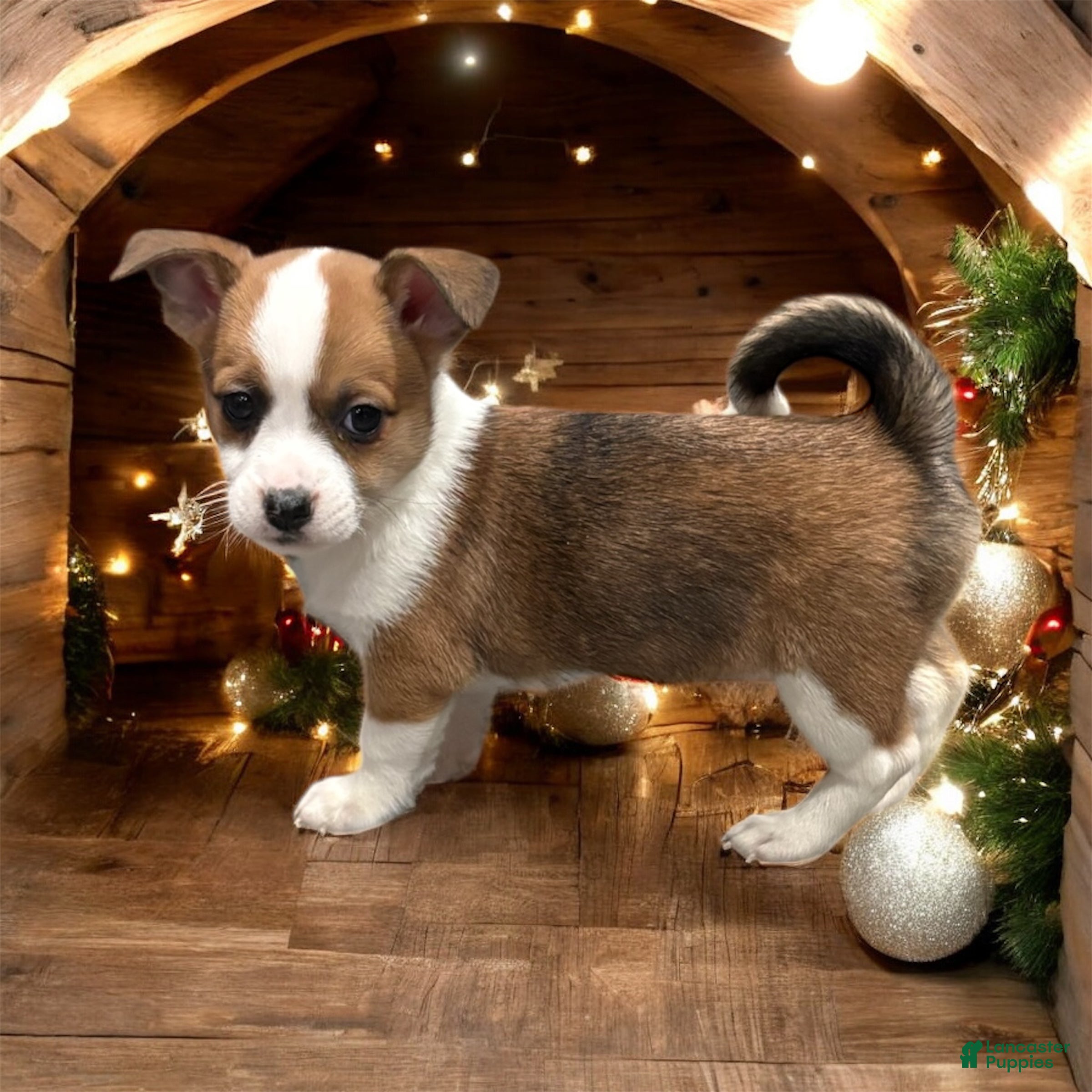 Mixed Breed dogs Royal  - Ad 34