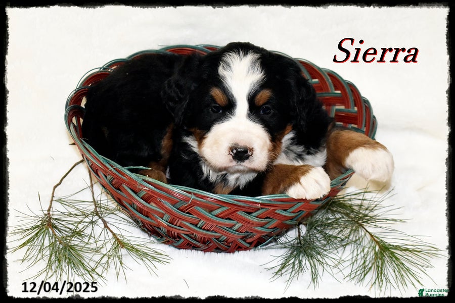 Bernese Mountain Dog dogs Sierra - Ad 18