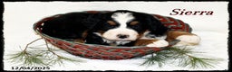 Bernese Mountain Dog dogs for sale: Sierra - Ad 1