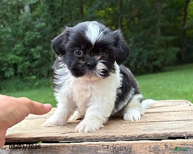 Shih Tzu dogs Basil - Ad 2