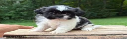 Shih Tzu dogs for sale: Basil - Ad 2