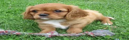 Cavalier King Charles Spaniel dogs for sale: Cruze - Ad 3