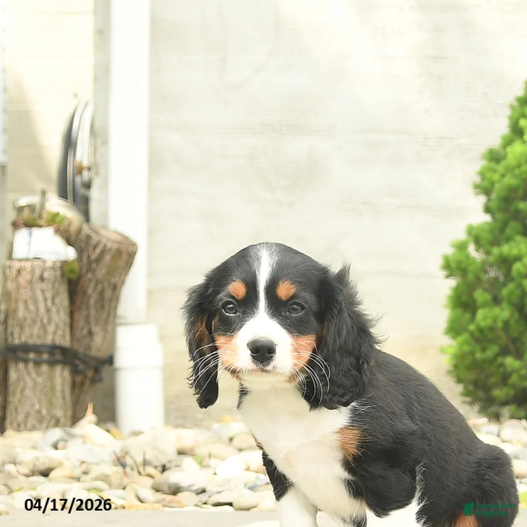 Miniature Bernese Mountain Dog dogs for sale: Kennedy - Ad 2