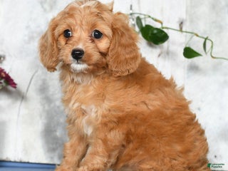 Cavapoo dogs - Ad 33