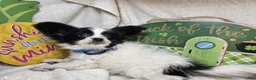 Papillon dogs for sale: Viking the Valiant puppy - Ad 1