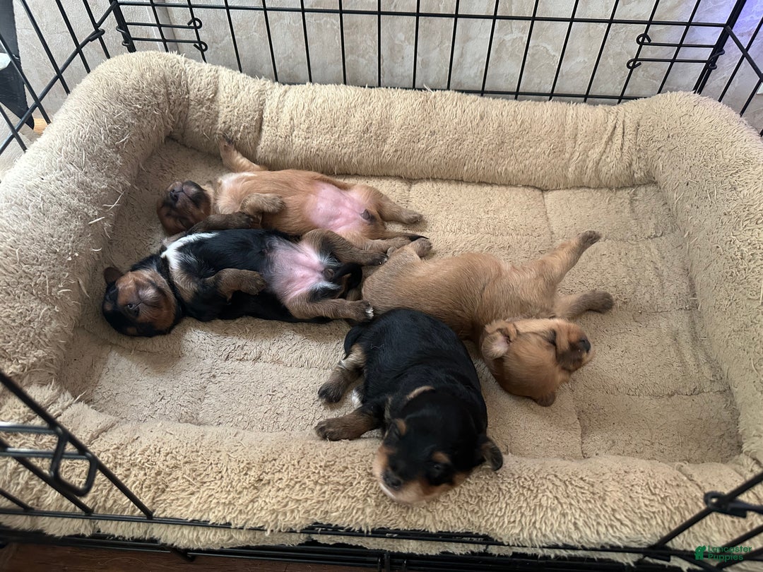 Mixed Breed dogs for sale: Mixed Breed Puppy 3 - Ad 10