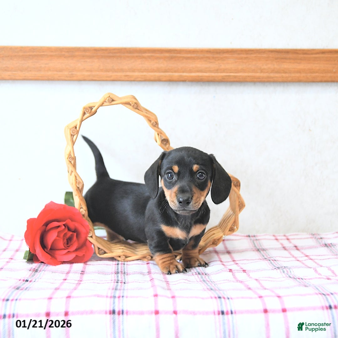Miniature Dachshund dogs for sale: Valentine - Ad 2