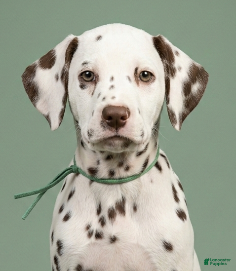 Dalmatian dogs Cocoa - Ad 1