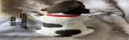 German Shorthaired Pointer dogs for sale: Red Male - Ad 2
