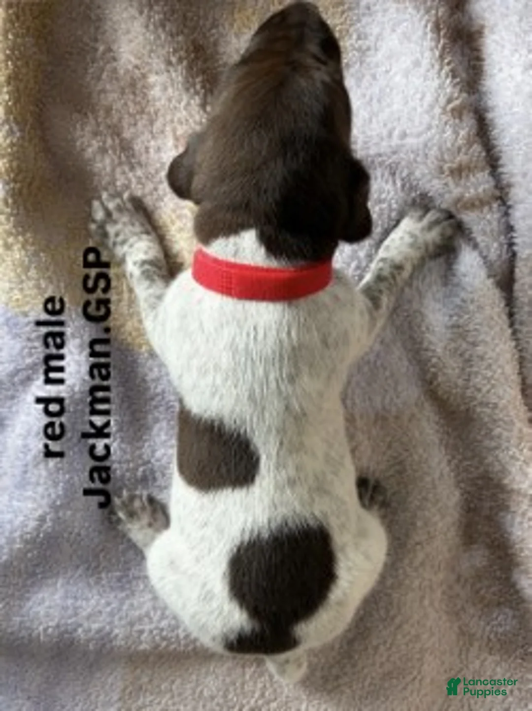 German Shorthaired Pointer dogs for sale: Red Male - Ad 2