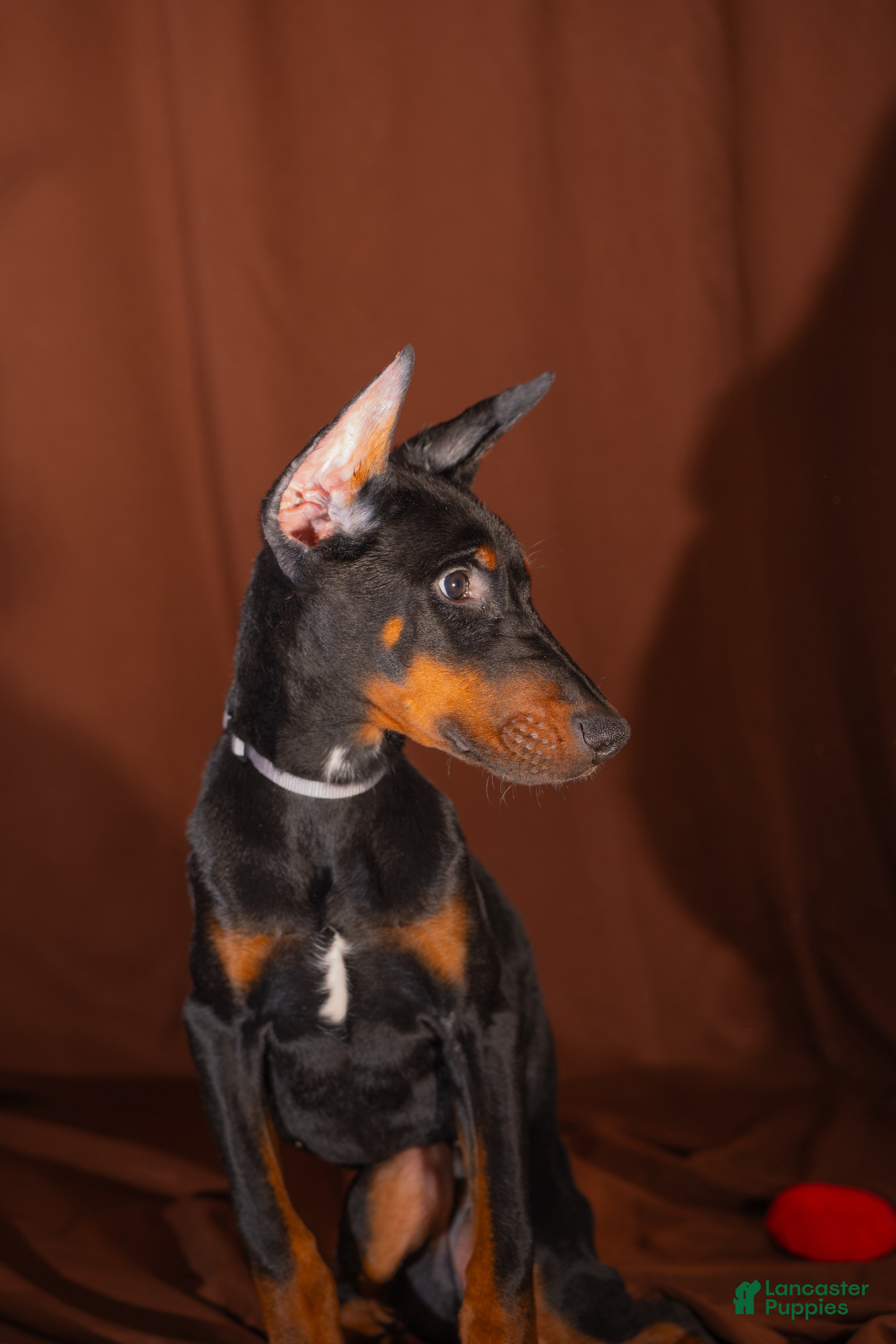Doberman Pinscher dogs Gray - Ad 24