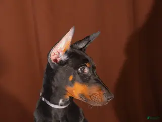 Doberman Pinscher dogs Gray - Ad 24