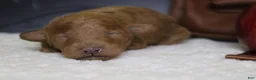 Mixed Breed dogs for sale: Valencia  - Ad 1