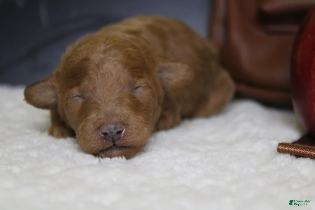 Mixed Breed dogs for sale: Valencia  - Ad 1