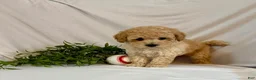 Toy Poodle dogs for sale: Kobe  - Ad 6