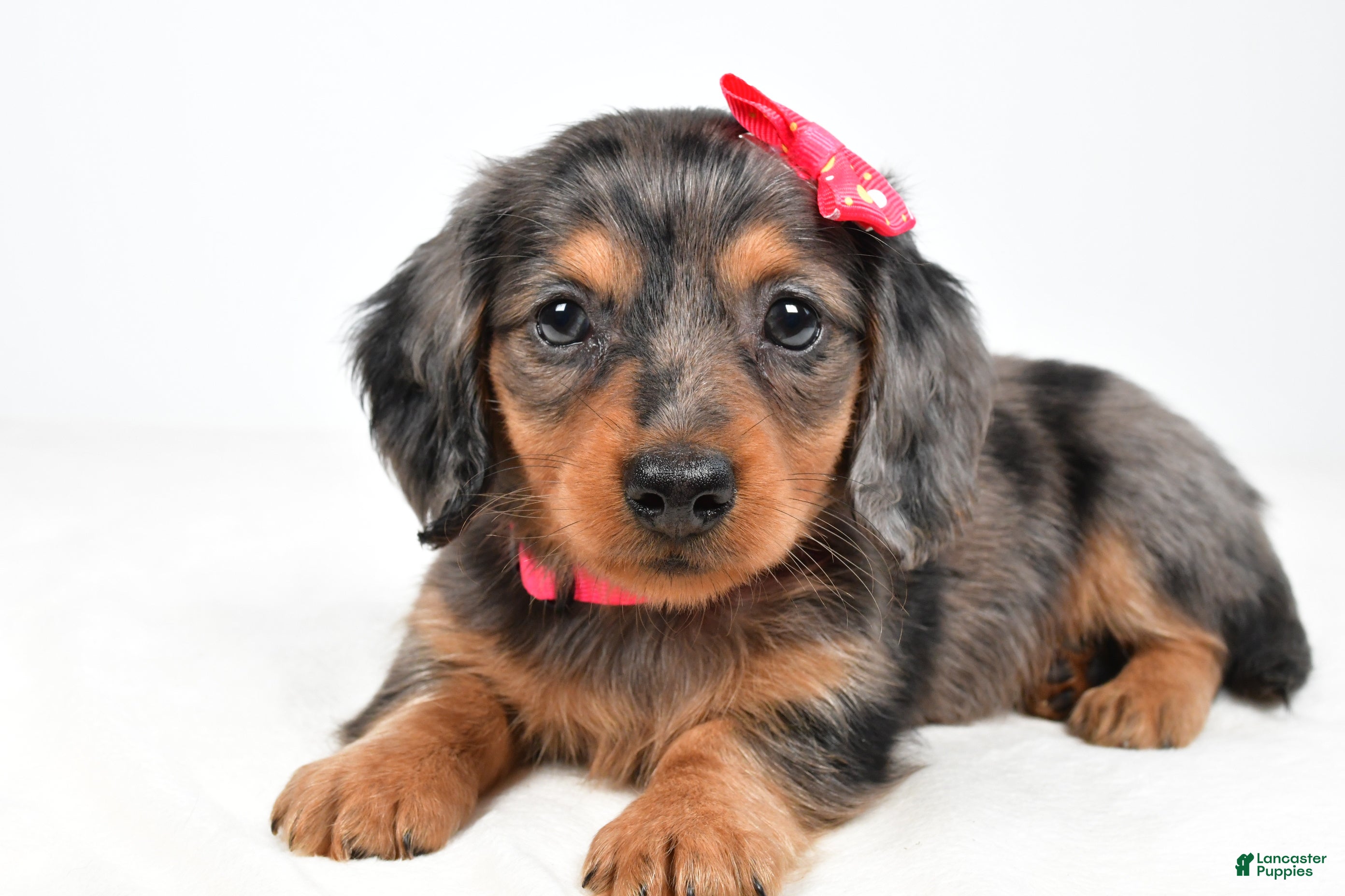 Miniature Dachshund dogs Hope - Ad 1