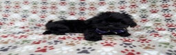 Shihpoo dogs for sale: Binx - Ad 7
