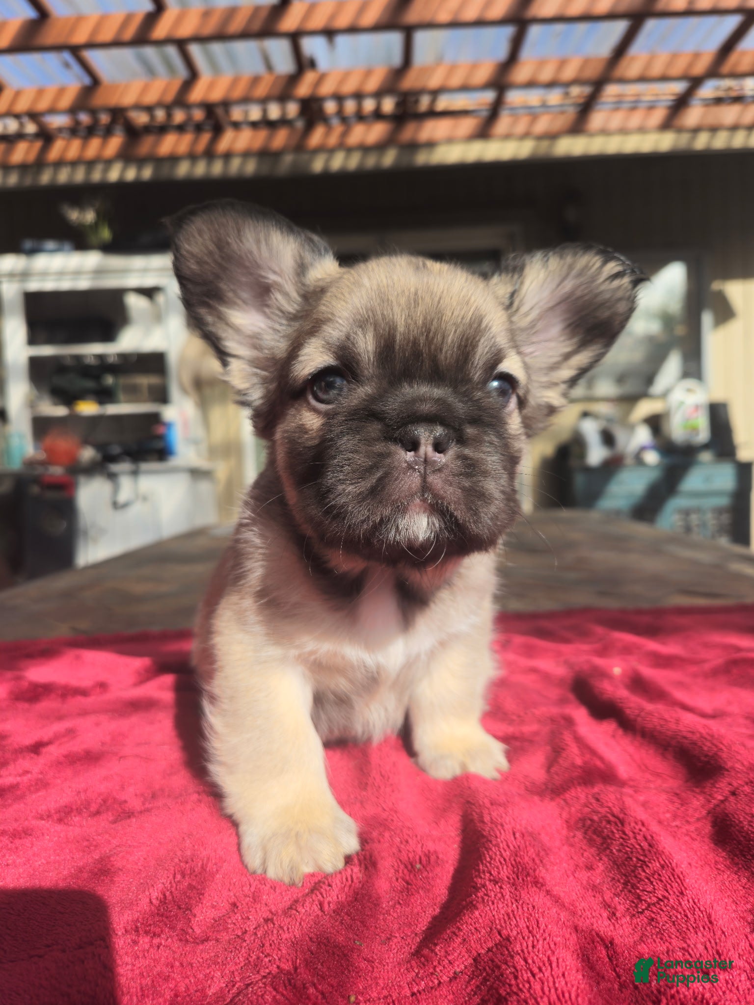 French Bulldog dogs Amber - Ad 2