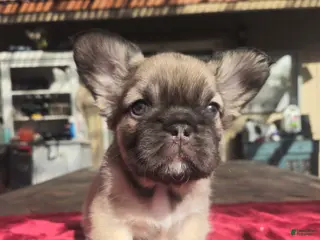 French Bulldog dogs Amber - Ad 2