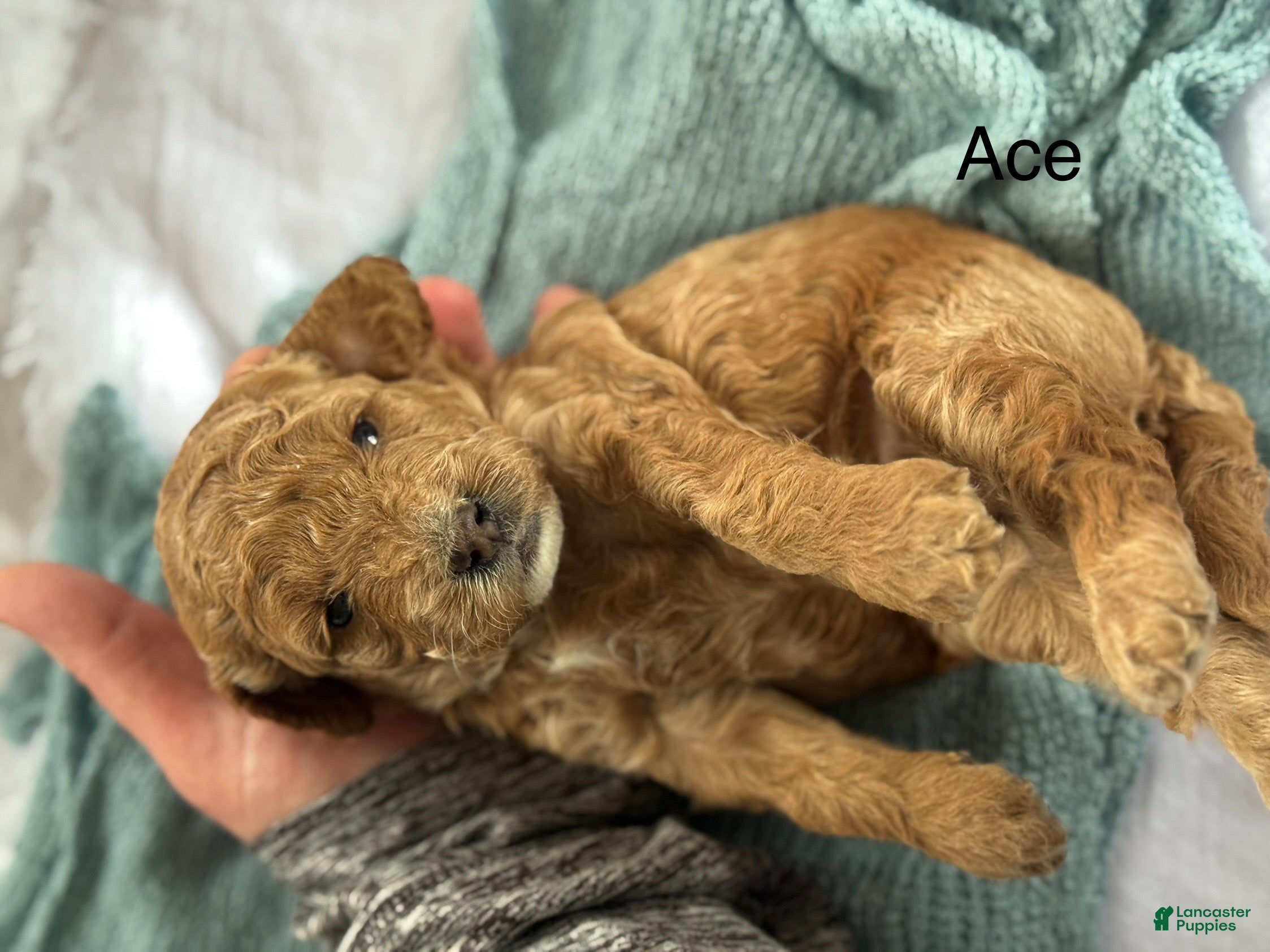 Cavapoo dogs Ace - Ad 2