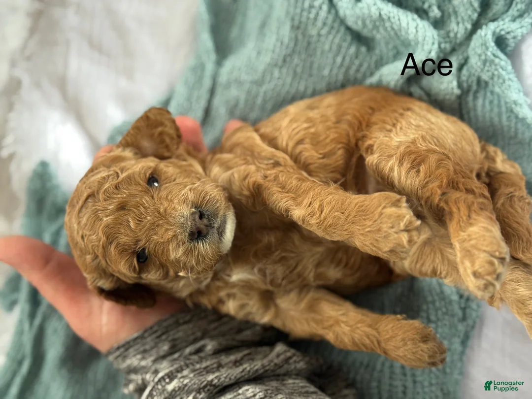 Cavapoo dogs for sale: Ace - Ad 1