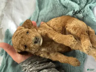 Cavapoo dogs Ace - Ad 2