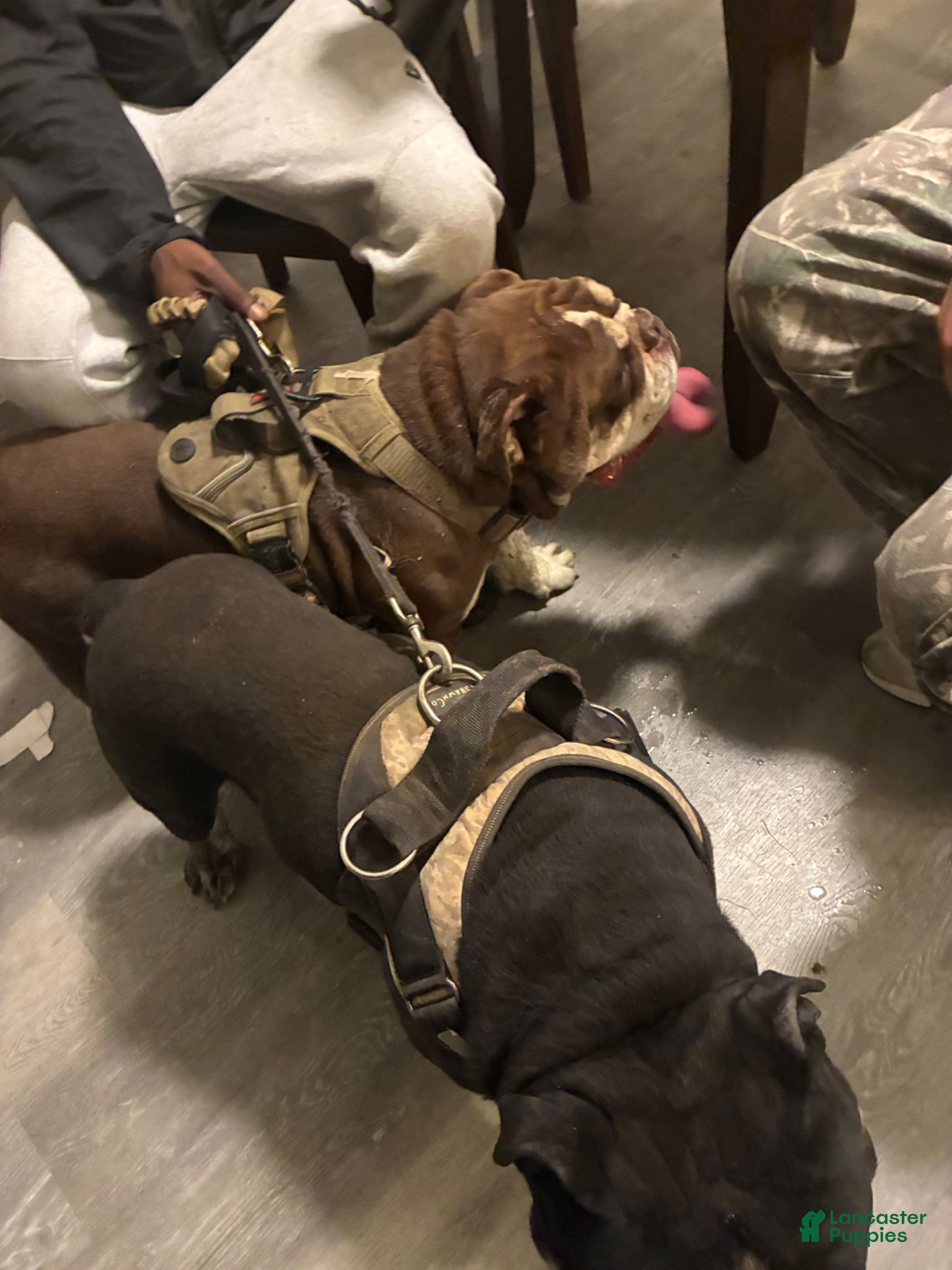 French Bulldog dogs French Bulldog Puppy 1 - Ad 28