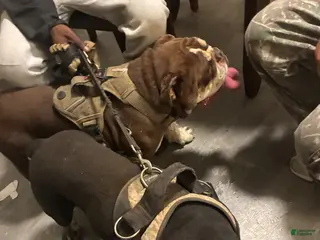 French Bulldog dogs French Bulldog Puppy 1 - Ad 28